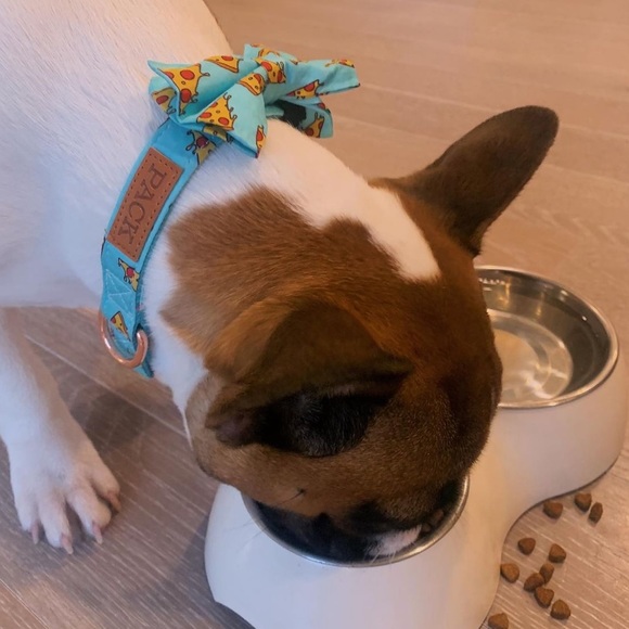 Adorable dog collar and bow tie! - Picture 8 of 9